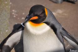 Edinburgh Zoo