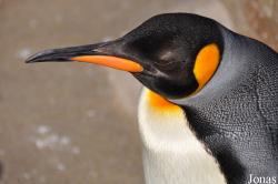 Edinburgh Zoo