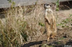 Edinburgh Zoo