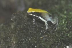 Mantella viridis