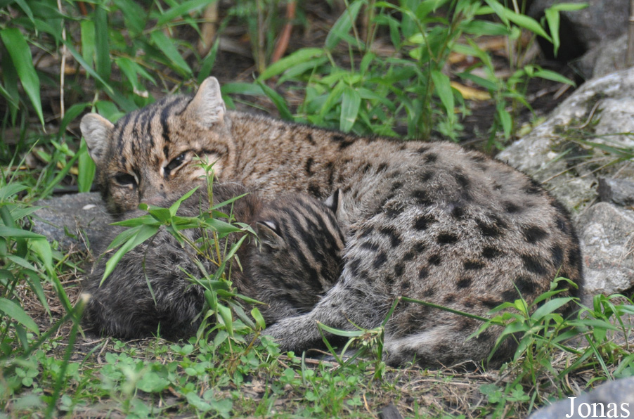Zoo de Bordeaux-Pessac