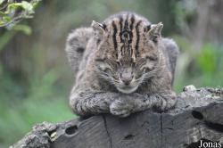 Zoo de Bordeaux-Pessac