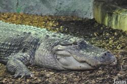 Crocodiles of the World (Witney)