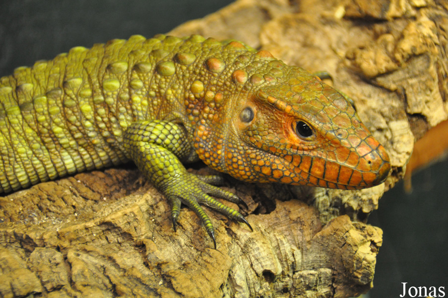 Crocodiles of the World (Witney)