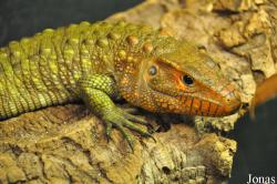 Crocodiles of the World (Witney)
