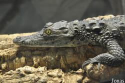 Crocodiles of the World (Witney)