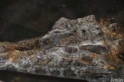 Crocodiles of the World (Witney)