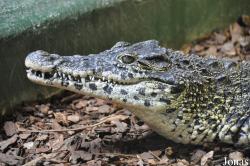 Crocodiles of the World (Witney)