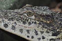 Crocodiles of the World (Witney)