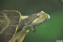 Phrynops hilarii