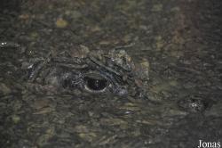 Crocodiles of the World (Witney)