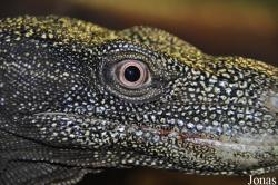 Crocodiles of the World (Witney)