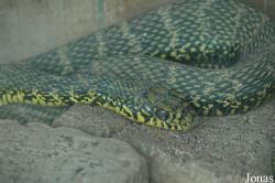 Bifengxia Wild Animal Park