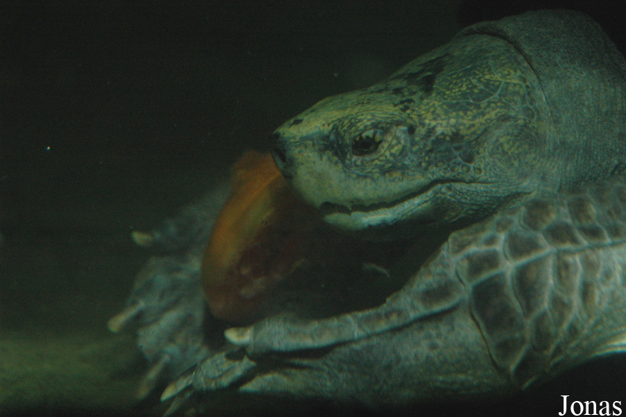 Chengdu Zoo