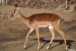 Erlebnis-Zoo Hannover