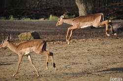 Erlebnis-Zoo Hannover