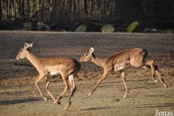 Erlebnis-Zoo Hannover