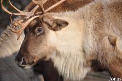Erlebnis-Zoo Hannover