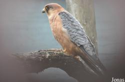 Cotswold Falconry Centre