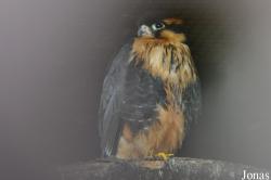 Cotswold Falconry Centre