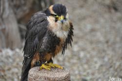 Falco femoralis