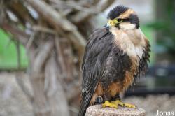 Cotswold Falconry Centre