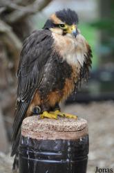 Cotswold Falconry Centre