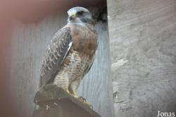 Cotswold Falconry Centre