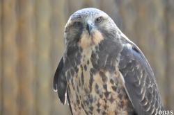 Buteo swainsoni