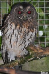 Cotswold Falconry Centre