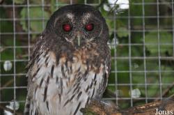 Cotswold Falconry Centre