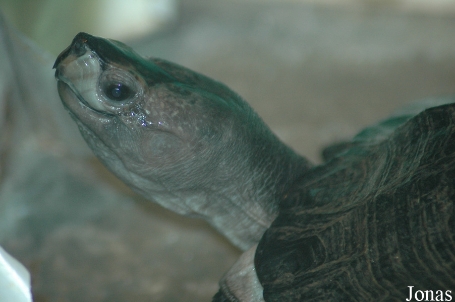 Chengdu Zoo
