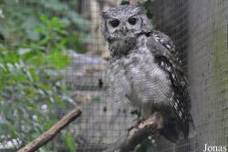 Cotswold Falconry Centre