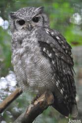 Cotswold Falconry Centre