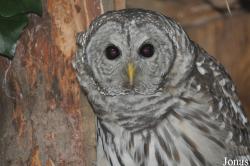 Cotswold Falconry Centre