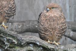 Cotswold Falconry Centre