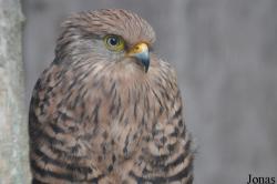 Falco rupicoloides