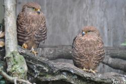 Cotswold Falconry Centre