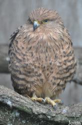 Cotswold Falconry Centre