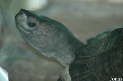 Melanochelys trijuga