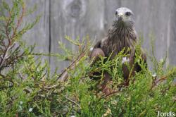 Cotswold Falconry Centre