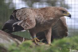 Cotswold Falconry Centre