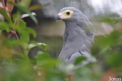Cotswold Falconry Centre