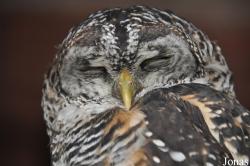 Cotswold Falconry Centre