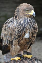Cotswold Falconry Centre