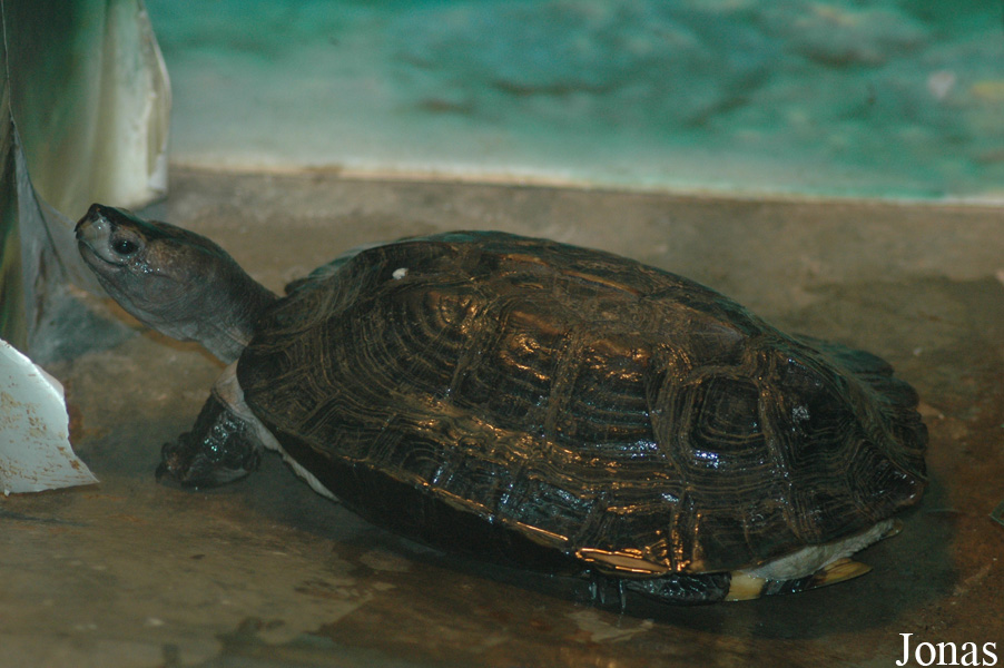 Chengdu Zoo