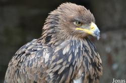 Cotswold Falconry Centre