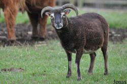 Cotswold Farm Park
