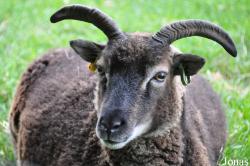 Cotswold Farm Park