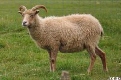 Mouton North Ronaldsay